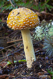 Amanita muscaria  Amanita muscaria,Fall,Fly agaric,Geotagged,United States