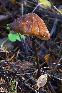 Marasmius plicatulus  Fall,Geotagged,Marasmius plicatulus,United States