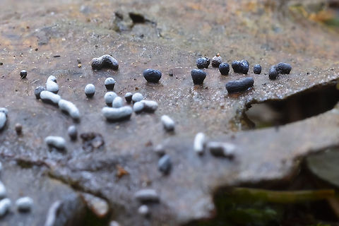 Interesting leaf growth slime mold? or perhaps Xylaria sp.  Fall,Geotagged,United States