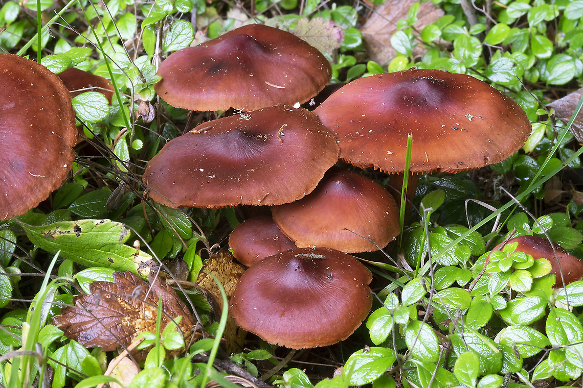 Cortinarius californicus  Cortinarius californicus,Fall,Geotagged,United States