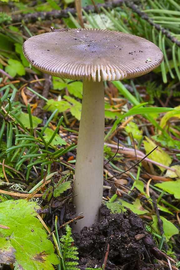 Grisette  Amanita constricta,Fall,Geotagged,United States