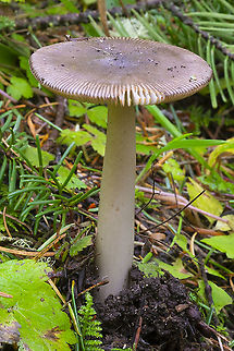 Grisette  Amanita constricta,Fall,Geotagged,United States