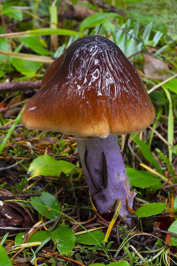 Cortinarius seidliae  Cortinarius seidliae,Fall,Geotagged,United States