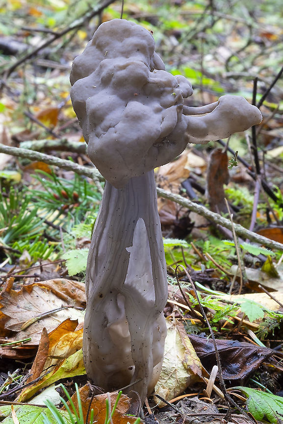 Elfin saddle - pale variation  Fall,Geotagged,Helvella vespertina,United States,Western Black Elfin Saddle