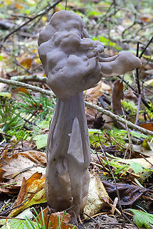 Elfin saddle - pale variation  Fall,Geotagged,Helvella vespertina,United States,Western Black Elfin Saddle