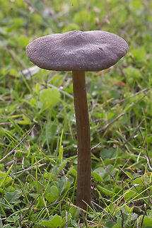silky pinkgill  Entoloma sericeum,Fall,Geotagged,Silky Pinkgill,United States