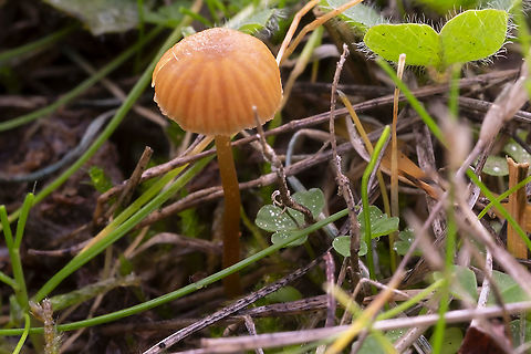 Rickenella fibula grows on moss - but we have so much moss in our grass out here that they are very commonly found in grass..  Fall,Geotagged,Orange Moss Agaric,Rickenella fibula,United States