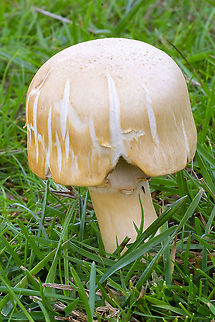 Agaricus sp. button seems to closely remember A. smithii, but not growing associated with pines, but rather in grass.  Fall,Geotagged,United States