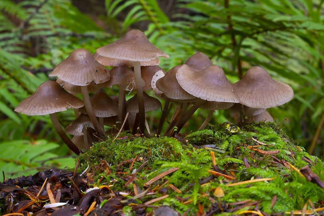 Entoloma cetratum  Entoloma cetratum,Fall,Geotagged,United States