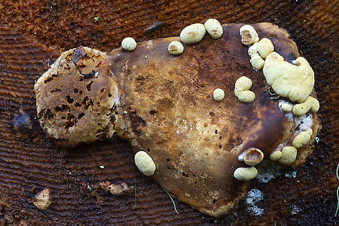 Hypocrea pulvinata  Fall,Geotagged,Hypocrea pulvinata,United States