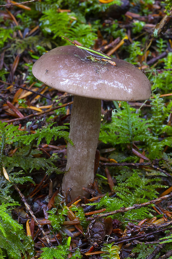 Slimy rose-gray mushroom not a Gomphidius... and probably not a Cortinarius... very white gills, no sign of dark spores or a cortina/veil of any sort. Fall,Geotagged,United States
