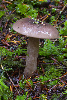 Slimy rose-gray mushroom not a Gomphidius... and probably not a Cortinarius... very white gills, no sign of dark spores or a cortina/veil of any sort. Fall,Geotagged,United States