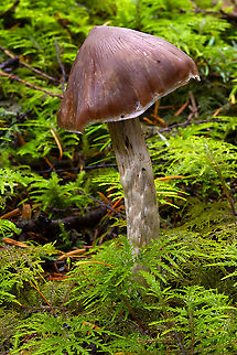 Medium sized brown mushroom no easier to ID than an LBM though...  Fall,Geotagged,United States