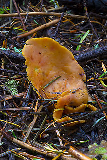 Hare's ear  Fall,Geotagged,Otidea onotica,United States