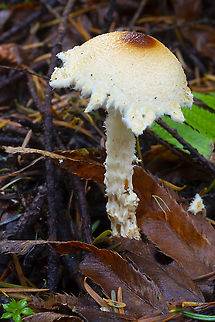 very fluffy Lepiota  Fall,Geotagged,Lepiota magnispora,United States