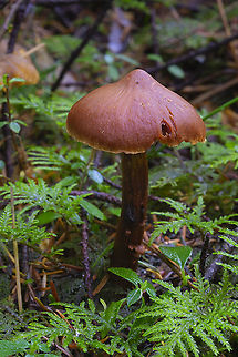 Cortinarius species maybe Cortinarius birkebakii Fall,Geotagged,United States