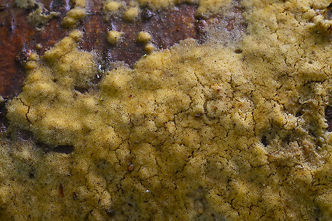 Yellow-orange waxy crust  Fall,Geotagged,United States