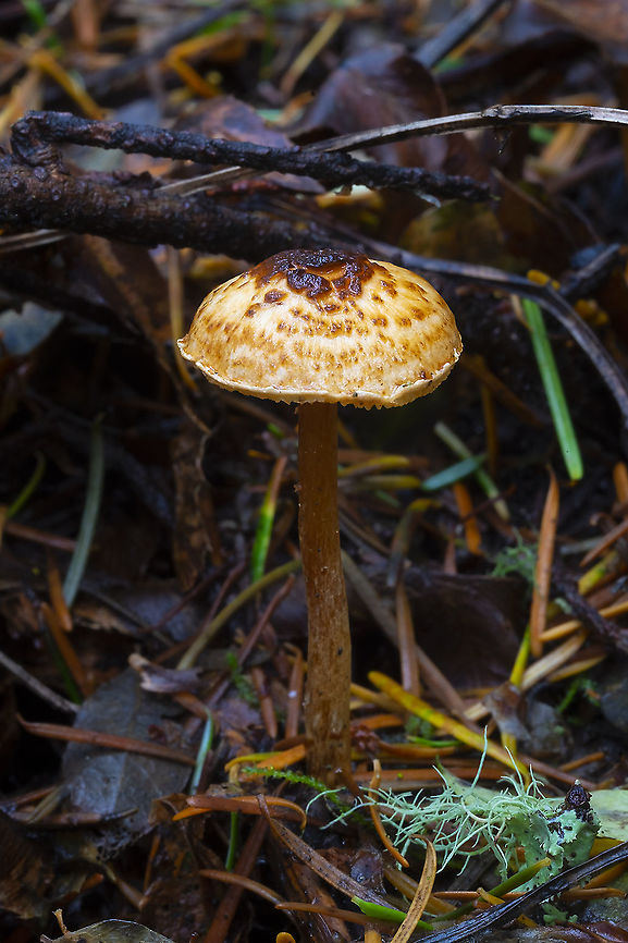 Lepiota castanea group ☠ Deadly! Fall,Geotagged,Lepiota castanea,United States