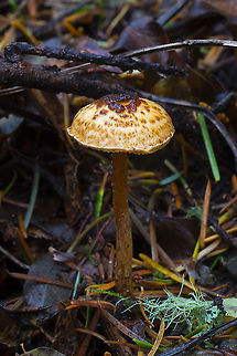 Lepiota castanea group ☠ Deadly! Fall,Geotagged,Lepiota castanea,United States