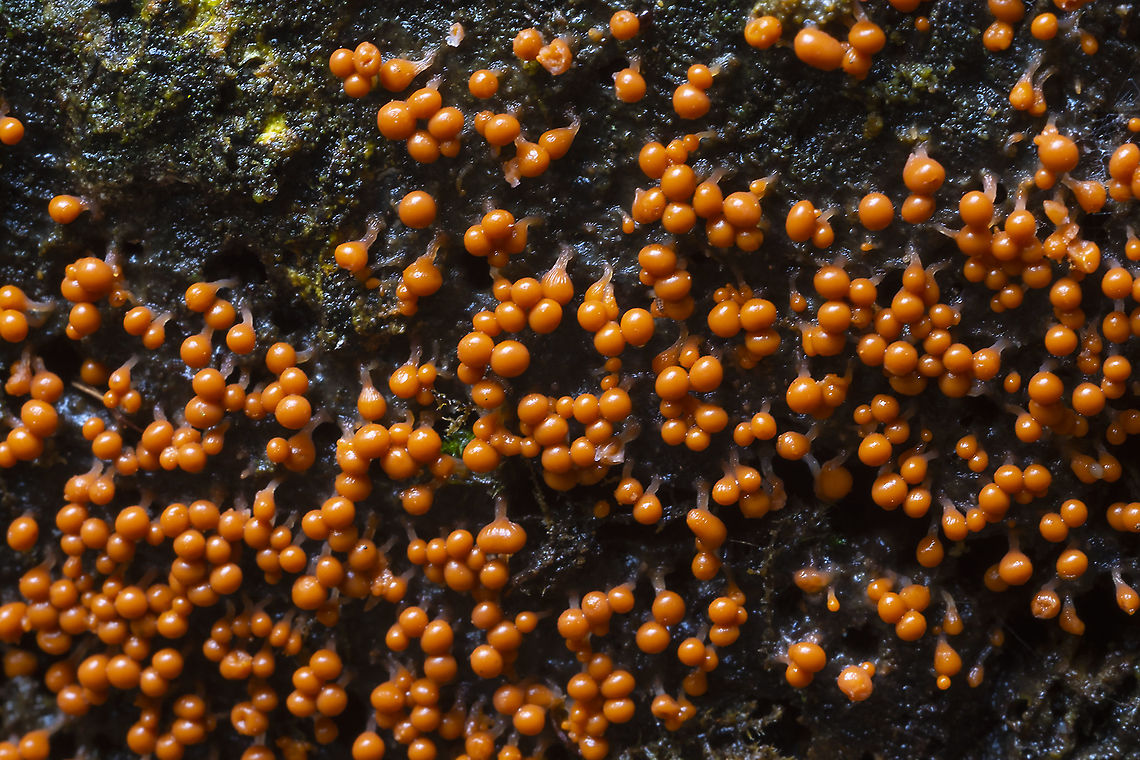 slime mold likely either Trichia decipiens or Hemitrichia calyculata no mature individuals seen Fall,Geotagged,United States