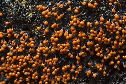 slime mold likely either Trichia decipiens or Hemitrichia calyculata no mature individuals seen Fall,Geotagged,United States
