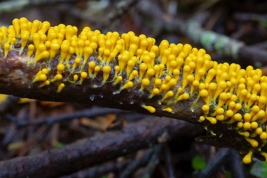 Bright yellow slime mold I do love slimes...  Fall,Geotagged,Insect-Egg Slime Mold,Leocarpus fragilis,United States