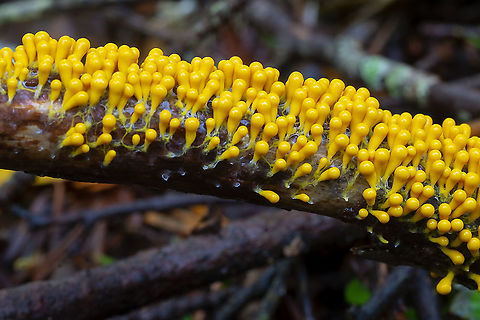 Bright yellow slime mold I do love slimes...  Fall,Geotagged,Insect-Egg Slime Mold,Leocarpus fragilis,United States