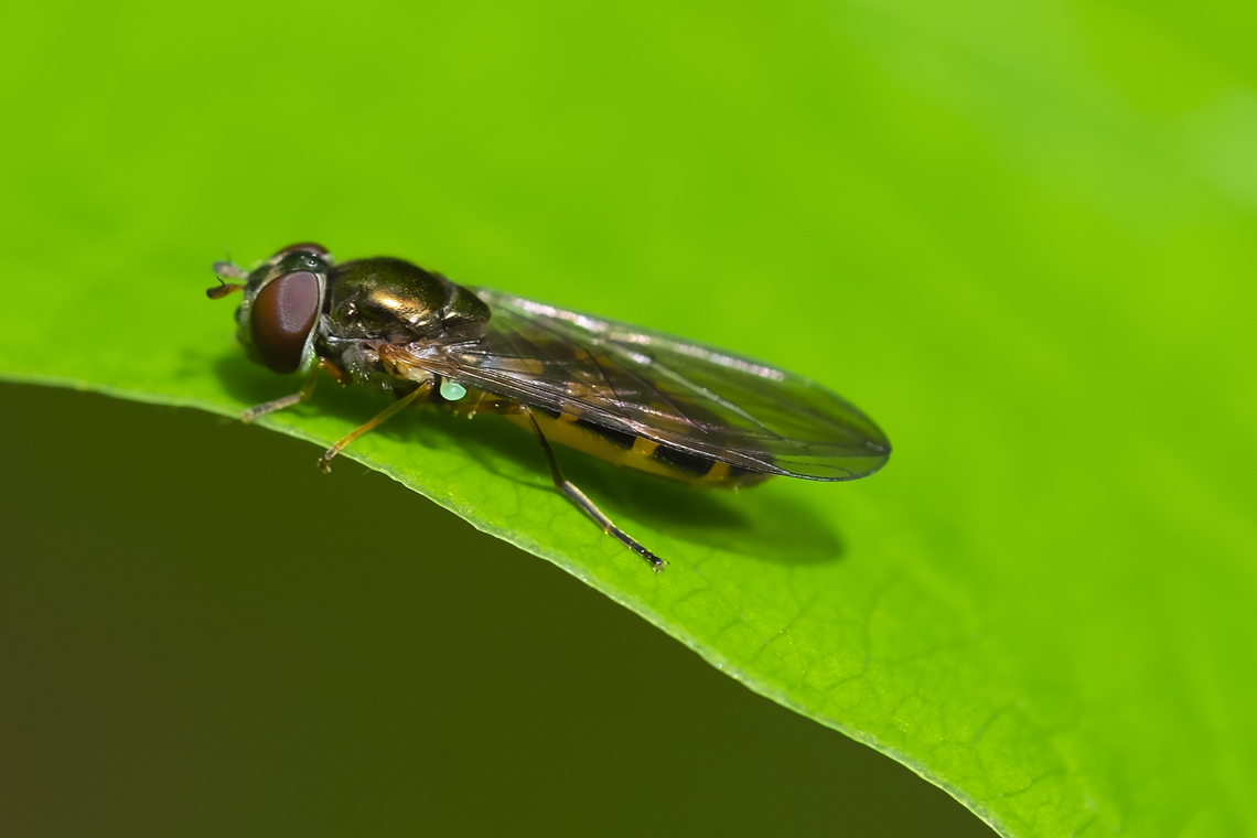 Melanostoma mellinum The unusual green halteres (which are quite clear in this view) are a key trait of Melanostoma mellinum. For the non-entomologists (I had to look this up) the halteres are vestigial wings that act function as a gyroscope for diptera (flies) and Strepsiptera, which are parasites, mainly of other insects. Other flying insects - butterflies, moths, bees, wasps, grasshoppers, etc. generally have 2 sets of wings.  Geotagged,Melanostoma mellinum,Spring,United States