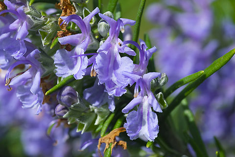 Culinary rosemary it gets lovely little flowers in the spring Geotagged,Rosemary,Rosmarinus officinalis,Spring,United States