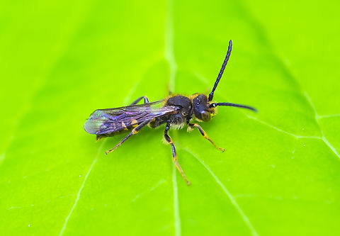 Nomad bee species request into BugGuide... but many sparsely documented species Geotagged,Spring,United States