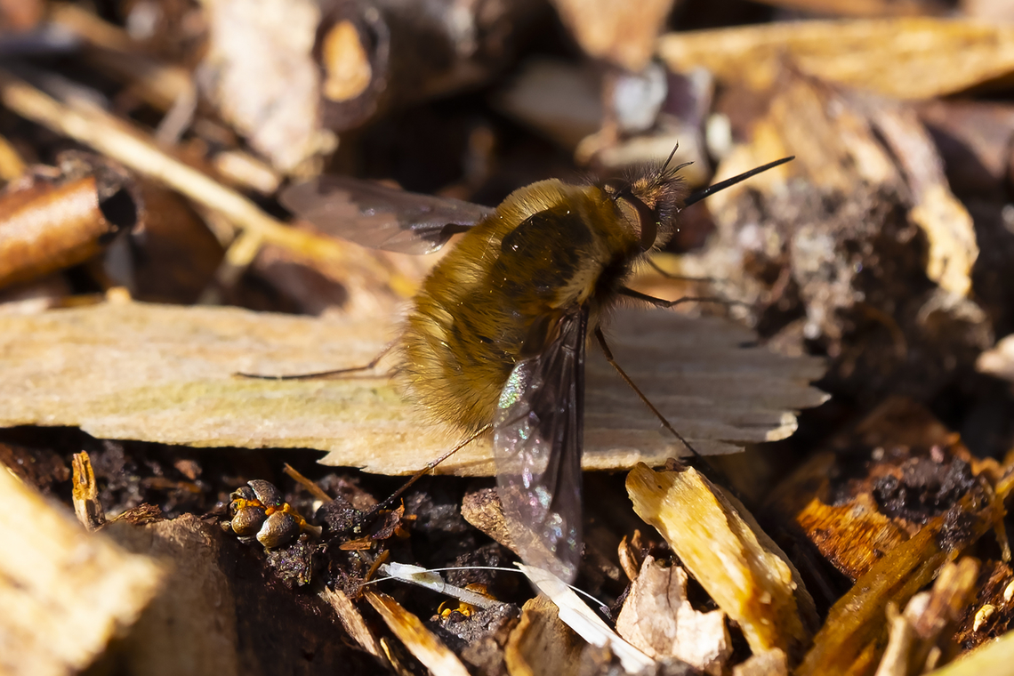 Large Bee-Fly  Bombylius major,Geotagged,Large Bee-fly,Spring,United States