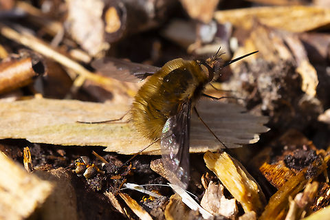 Large Bee-Fly  Bombylius major,Geotagged,Large Bee-fly,Spring,United States