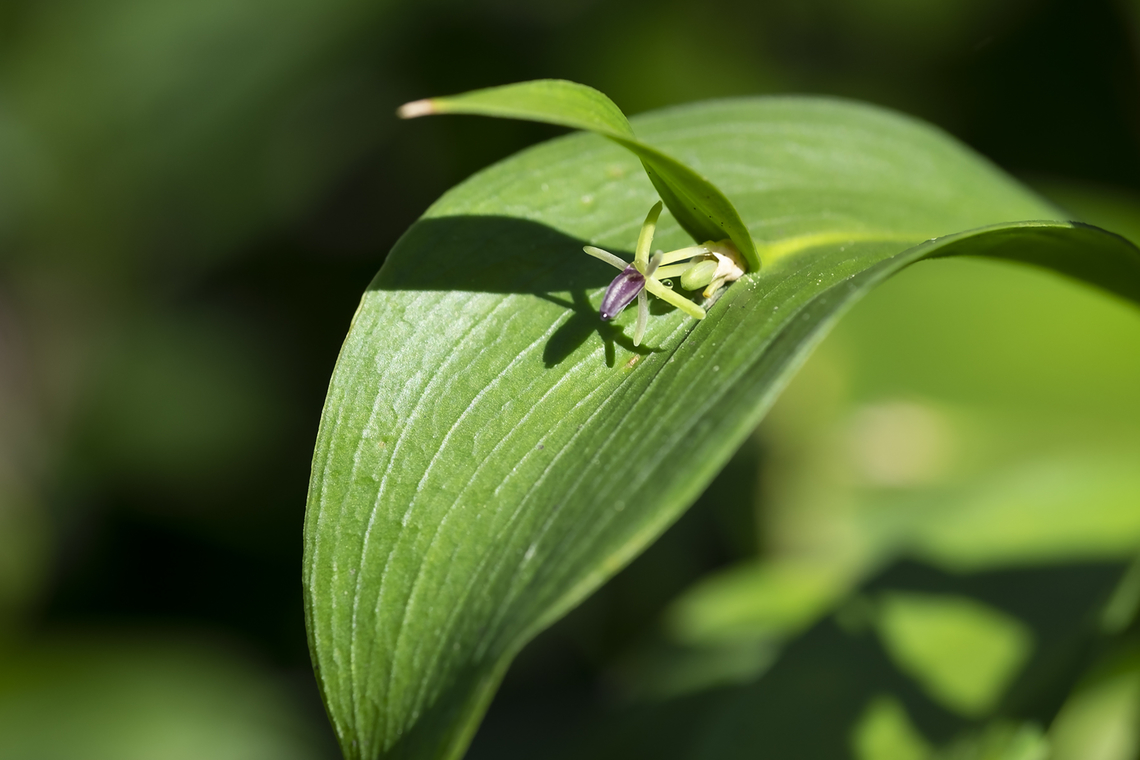 Ruscus hypoglossum This is the oddest looking plant... it grows a little leaf on top of it&#039;s leaf and pops a flower out from under that little leaf...  Geotagged,Mouse Thorn,Ruscus hypoglossum,Spring,United States