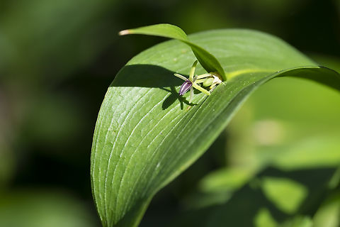 Ruscus hypoglossum This is the oddest looking plant... it grows a little leaf on top of it's leaf and pops a flower out from under that little leaf...  Geotagged,Mouse Thorn,Ruscus hypoglossum,Spring,United States