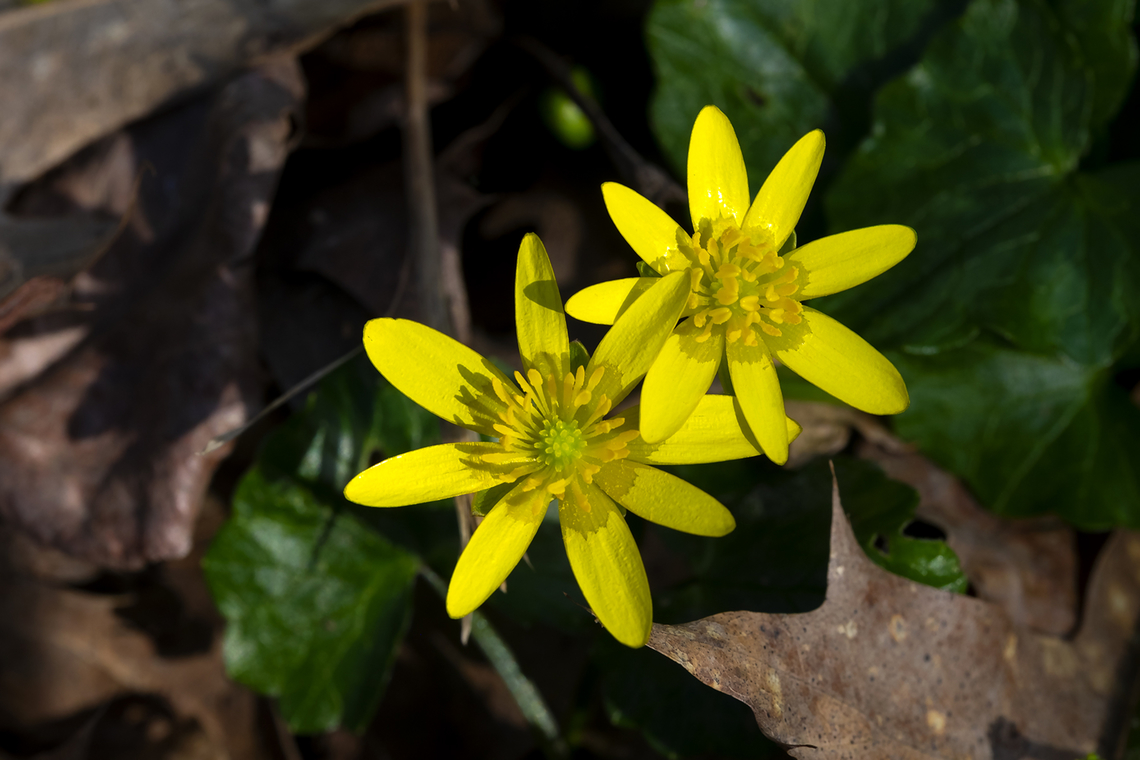 Lesser celandine pretty, but can be invasive...  Ficaria verna,Geotagged,Lesser celandine,Spring,United States