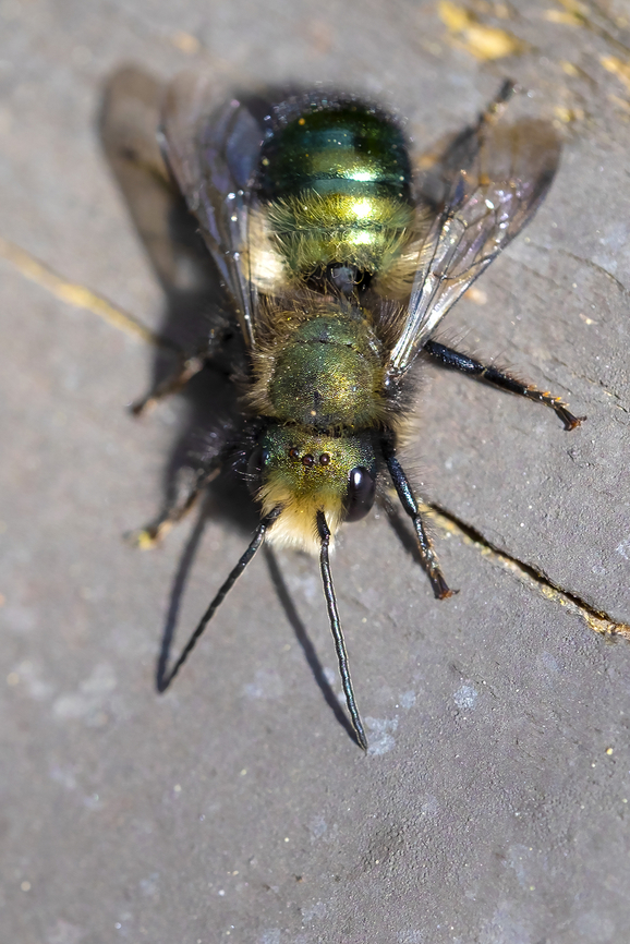 Orchard mason bee  Geotagged,Orchard mason bee,Osmia lignaria,Spring,United States