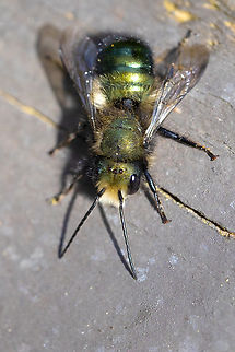 Orchard mason bee  Geotagged,Orchard mason bee,Osmia lignaria,Spring,United States