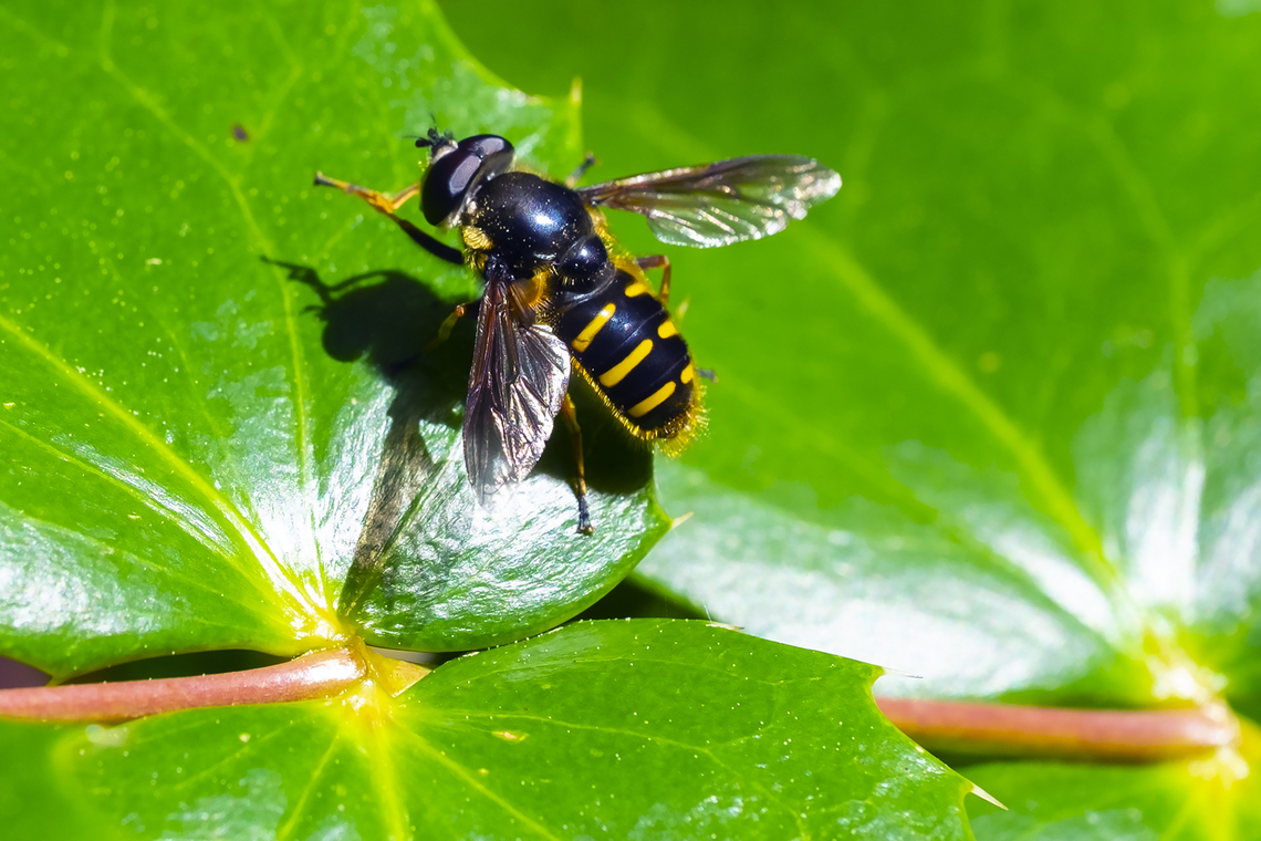 Western Pond Fly  Geotagged,Sericomyia chalcopyga,Spring,United States,Western Pond Fly