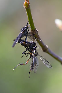 Dance fly mating wheel - Empis sp. This crazy tangle, I believe, is a dance fly mating wheel with a prey species too... Apparently this is typical mating behavior for many dance fly species - the male approaches a female swarm with a 'gift' to attract one of them. This particular species, it appears, still offers an edible gift - whereas other Empis species offer worthless items, like a silk balloon or a piece of dried leaf or twig. 
Dance flies are related to robber flies. Geotagged,Spring,United States