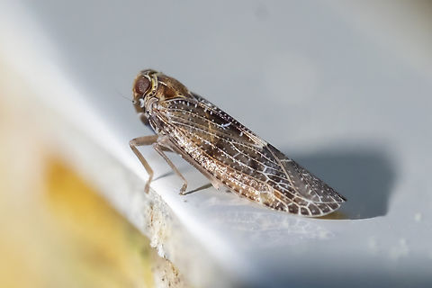 Wood Grove Planthopper  Geotagged,Spring,Synecdoche nemoralis,United States,wood grove planthopper