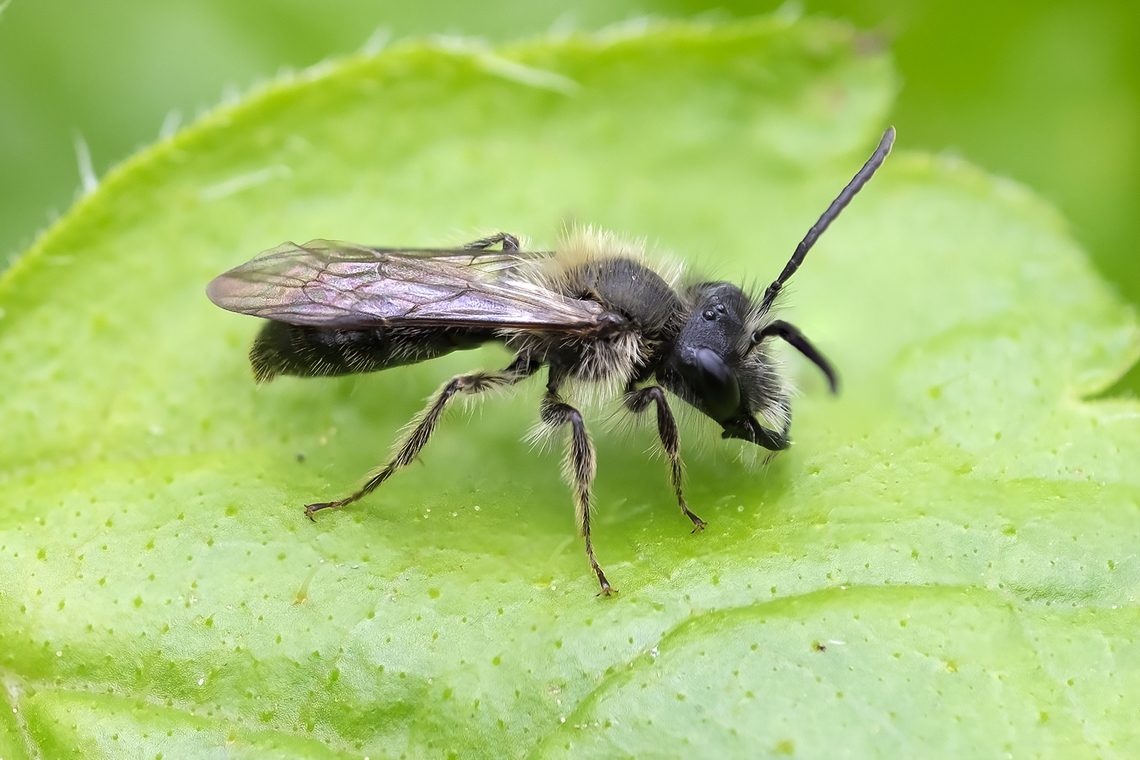 Bee Andrena sp.  Geotagged,Spring,United States