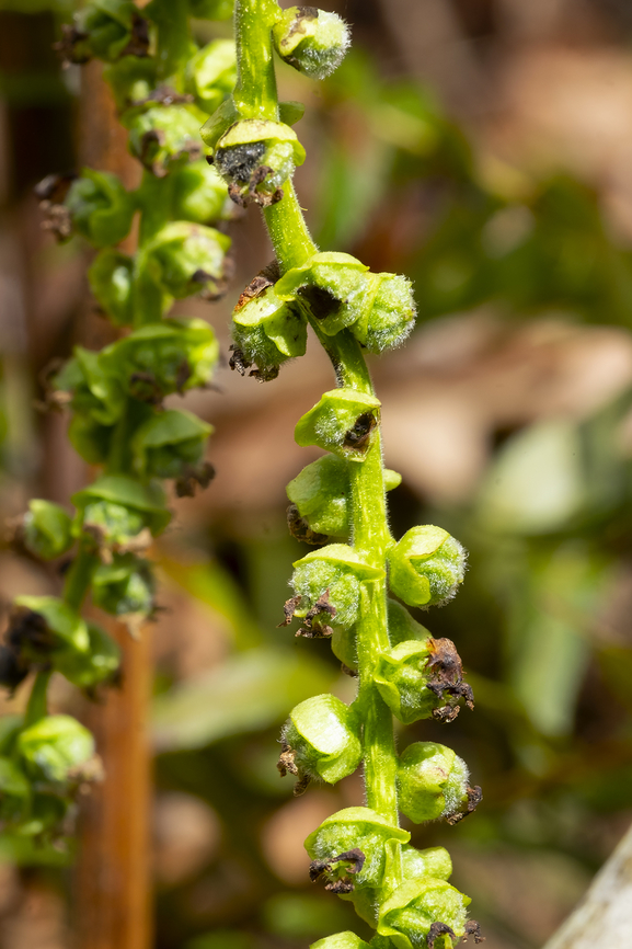 cottonwood flowers  Geotagged,Populus trichocarpa,Spring,United States