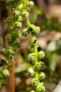 cottonwood flowers  Geotagged,Populus trichocarpa,Spring,United States