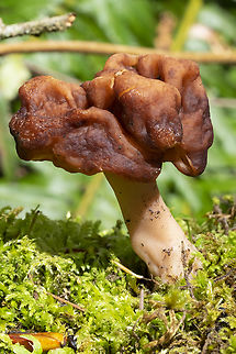 False Morel ☠ poisonous False Morel,Geotagged,Gyromitra esculenta,Spring,United States