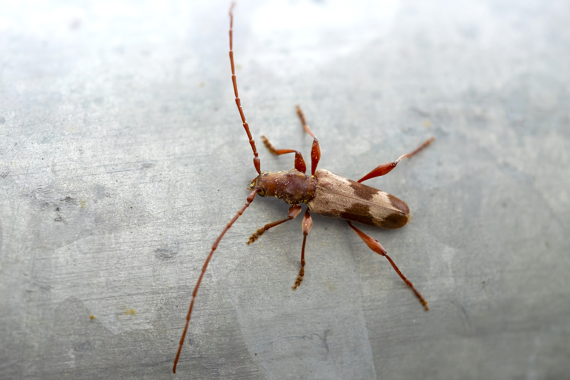 Longhorn beetle Hybodera tuberculata lives on big leaf maple, uncommon Geotagged,Hybodera tuberculata,Spring,United States