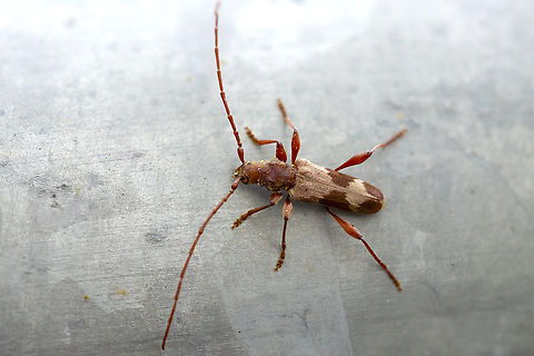 Longhorn beetle Hybodera tuberculata lives on big leaf maple, uncommon Geotagged,Hybodera tuberculata,Spring,United States