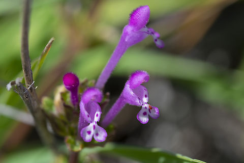Henbit deadnettle with a tiny interloper tick!! Geotagged,Lamium amplexicaule,Spring,United States