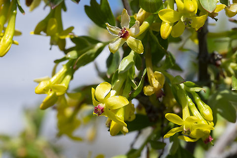 Golden Currant  Geotagged,Golden currant,Ribes aureum,Spring,United States