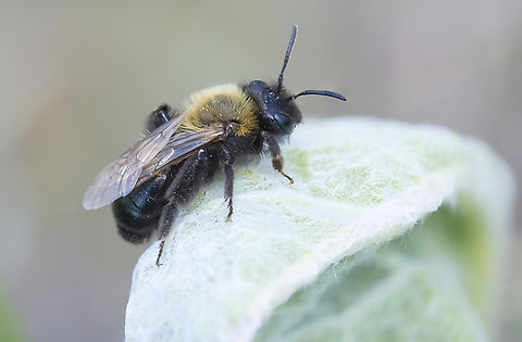 Bee - sage dwelling  Geotagged,Spring,United States