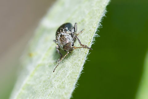 tiny bronze beetle  Geotagged,Spring,United States